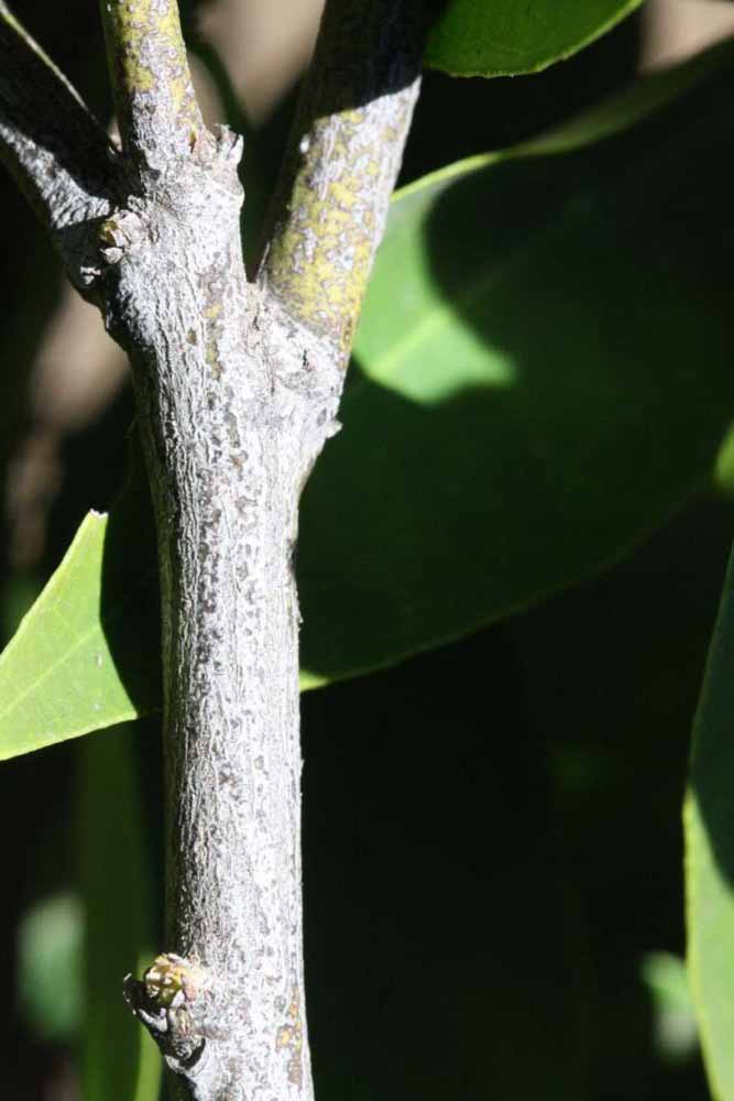              Second - third year twig (Riverside, CA)       